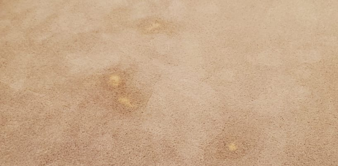 all pro carpet cleaning flooring