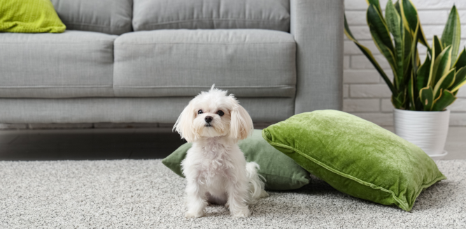 all pro carpet cleaning - carpet cleaning in living room